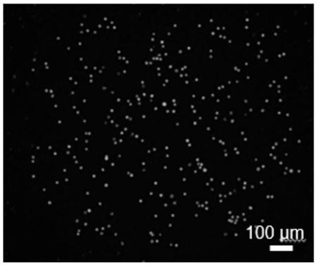 Simple and easy trace cell culture and counting device and manufacturing method of device