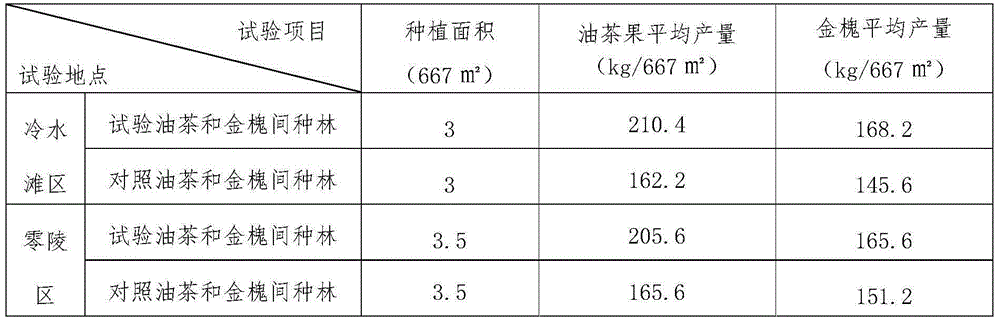 Oil tea and paraphlonia interplanting method