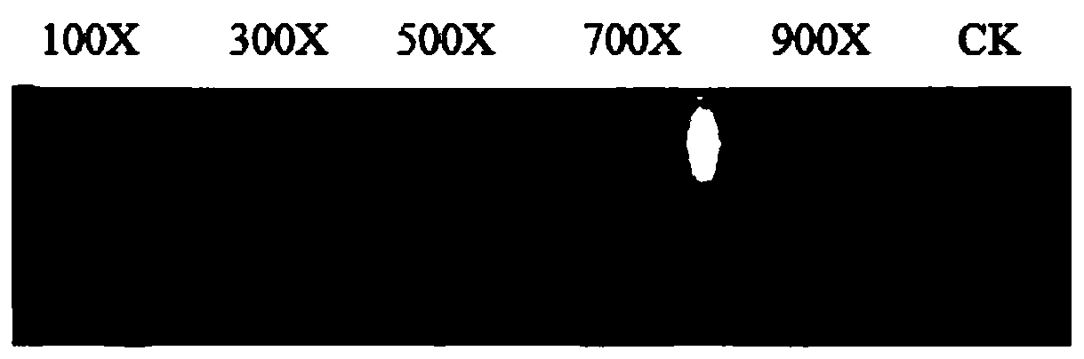 Method for controlling paddy field spirogyra by using biological inhibitor