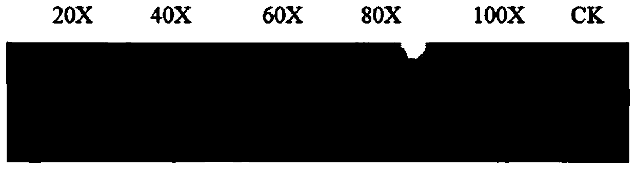 Method for controlling paddy field spirogyra by using biological inhibitor