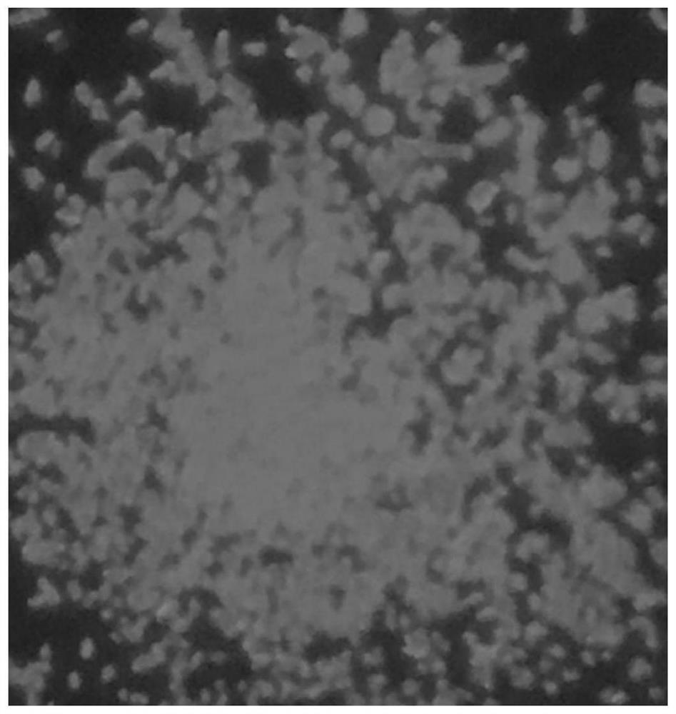 A kind of network structure rare earth europium (iii) coordination polymer and its preparation method and application