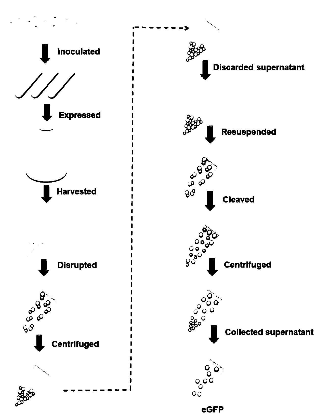 Method of efficiently and conveniently purifying proteins