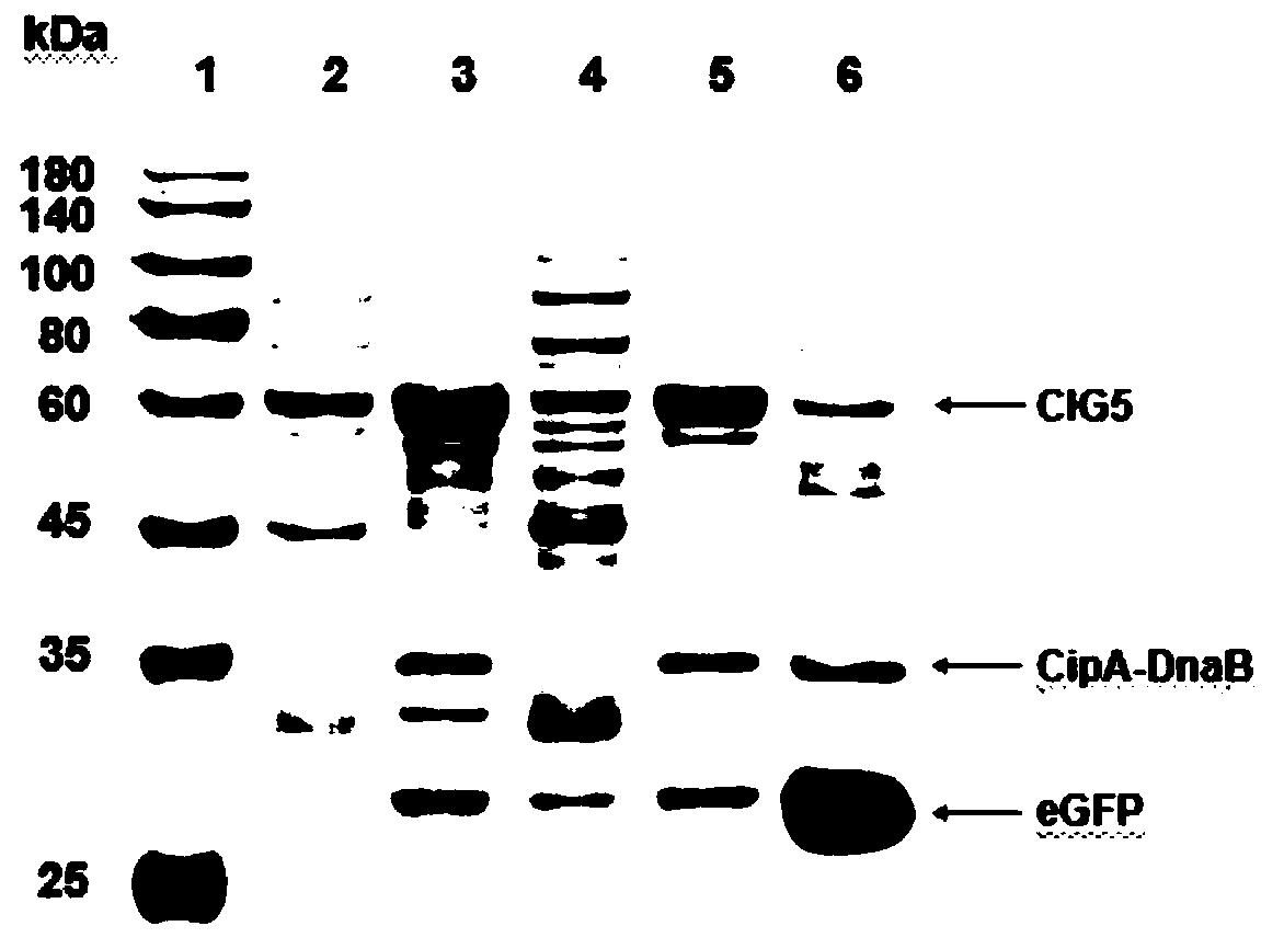 Method of efficiently and conveniently purifying proteins