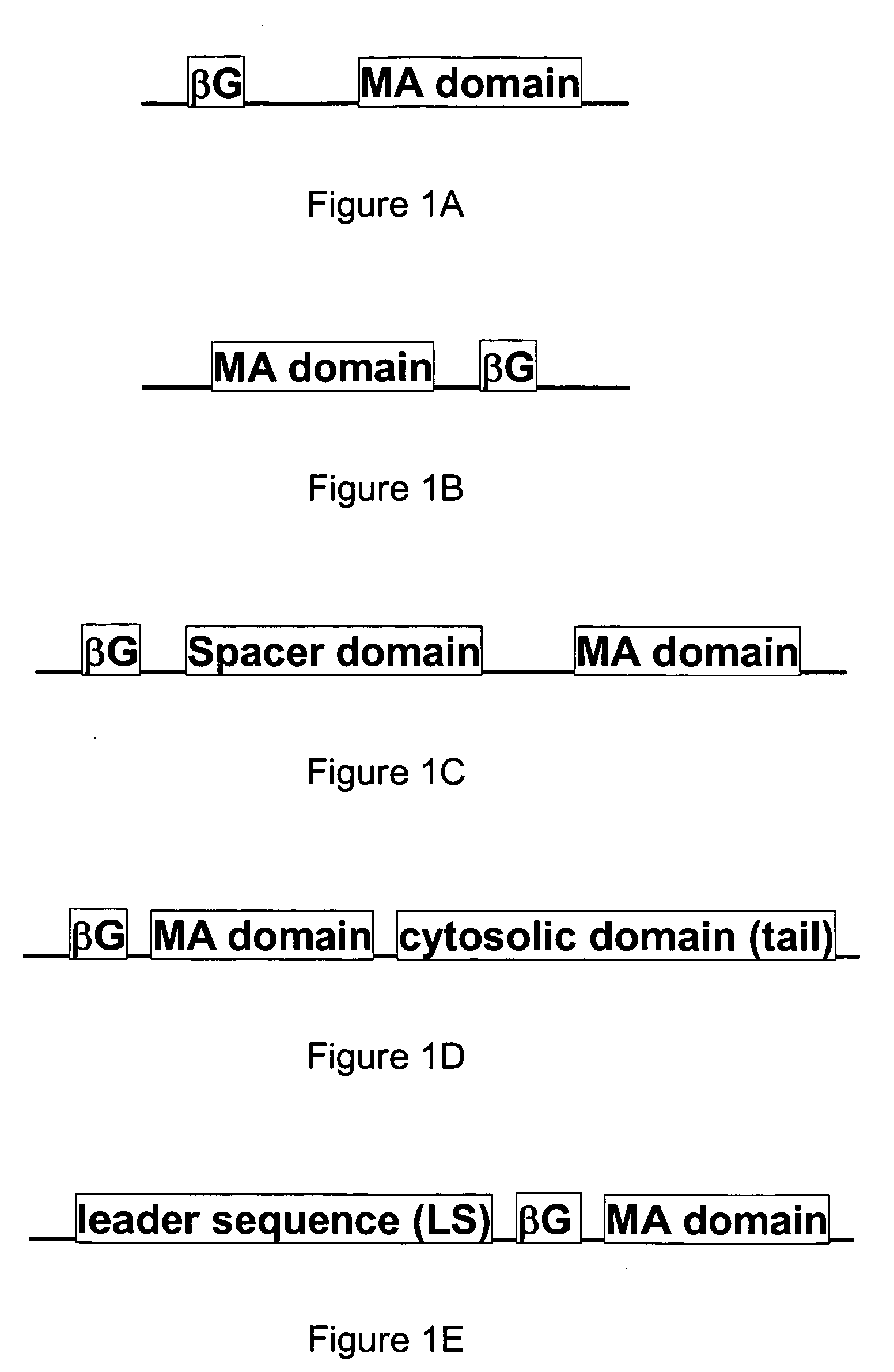 Membrane bound reporter gene system