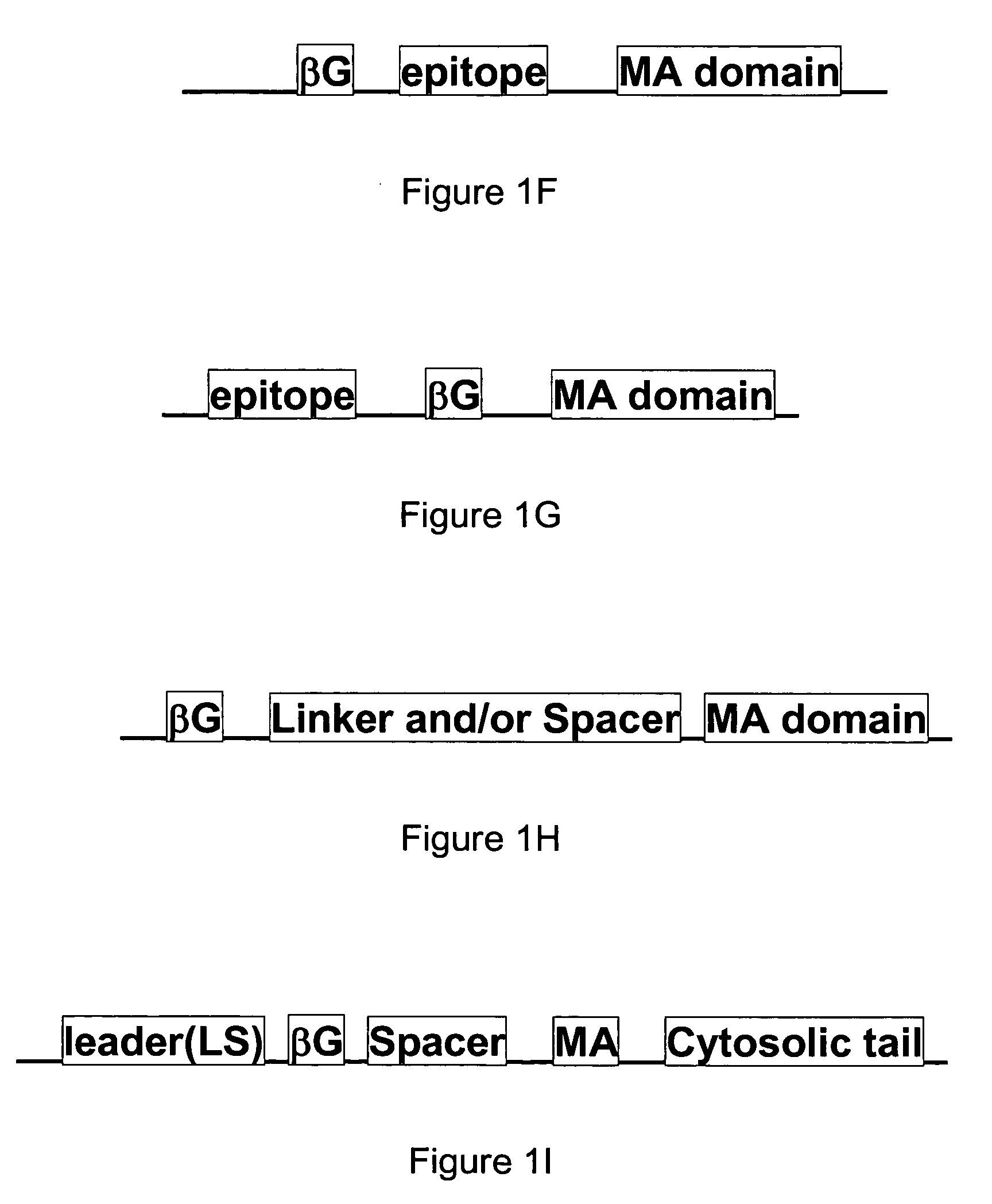 Membrane bound reporter gene system