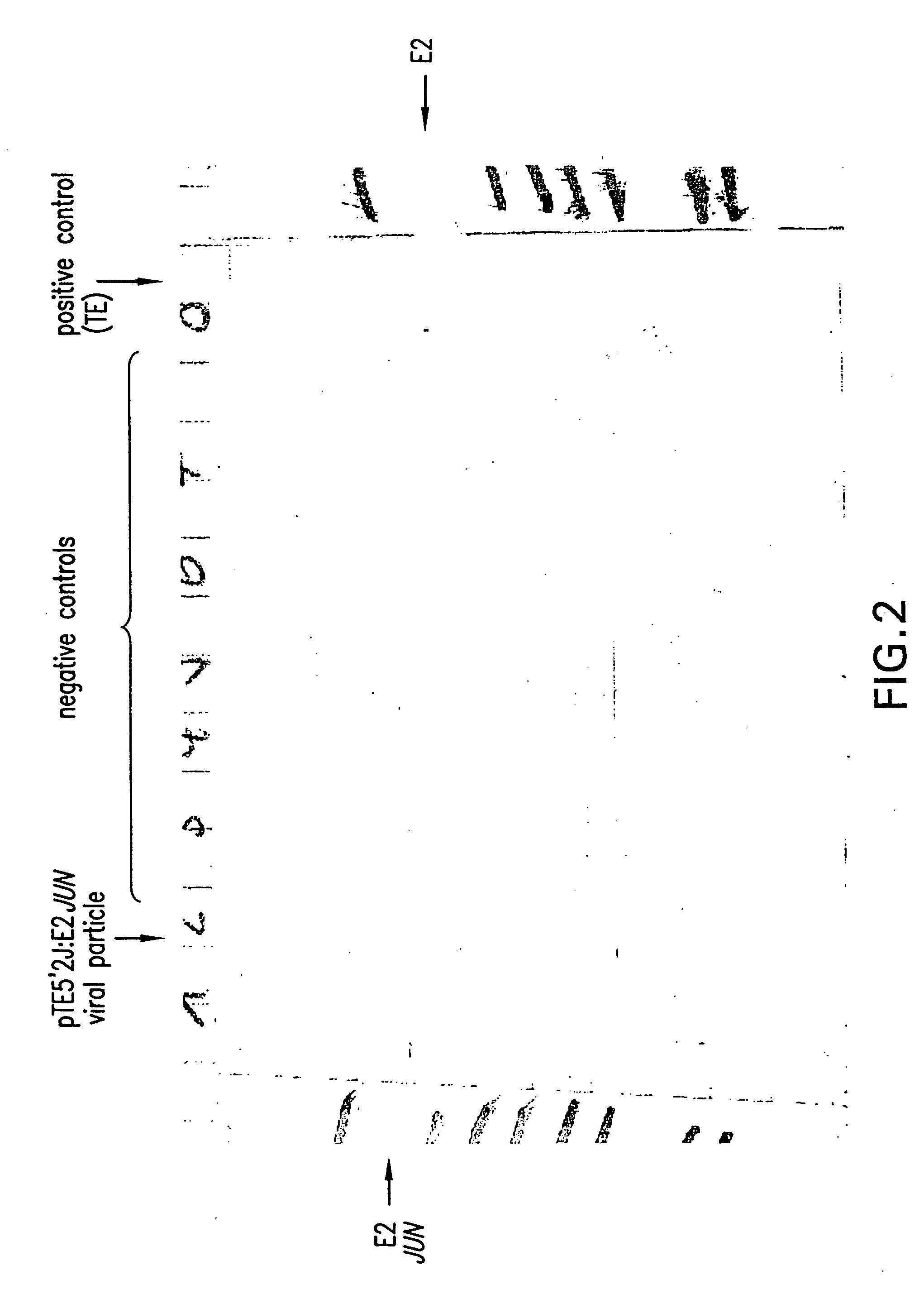 Molecular antigen array