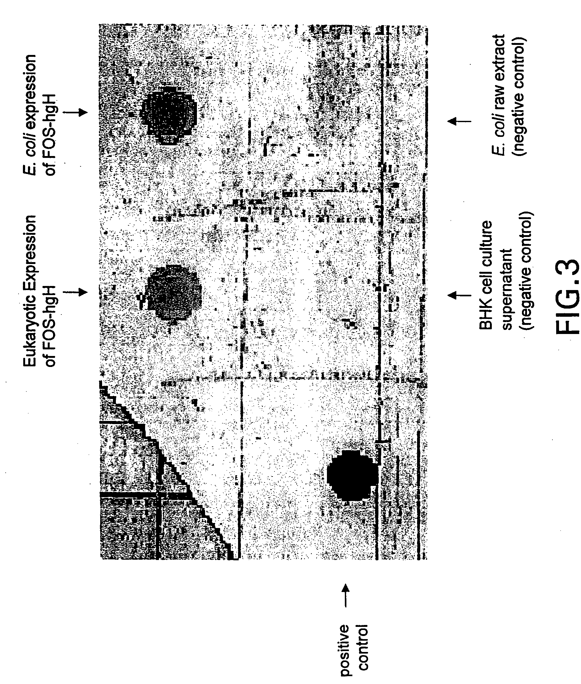 Molecular antigen array