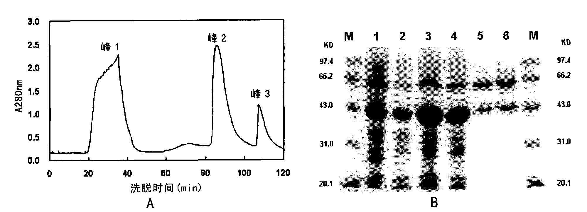 Method for renaturing and purifying recombinant extremely heat-resistant alpha-amylase