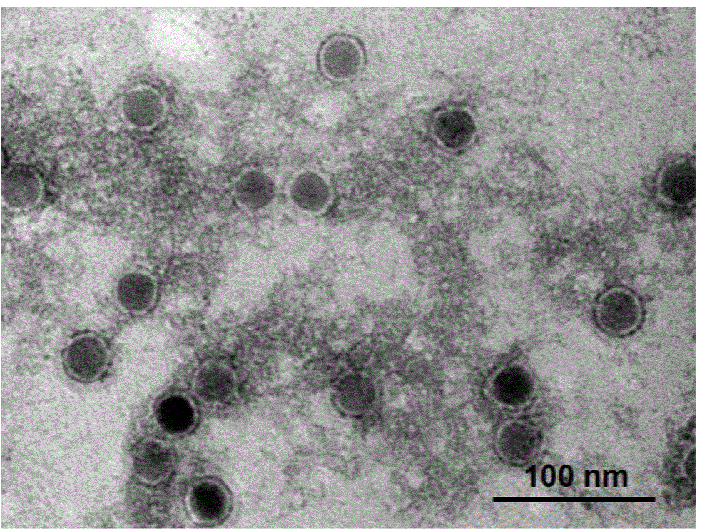 Method for preparing nanoparticle dual-mode fluorescent probe by virtue of co-assembly technology