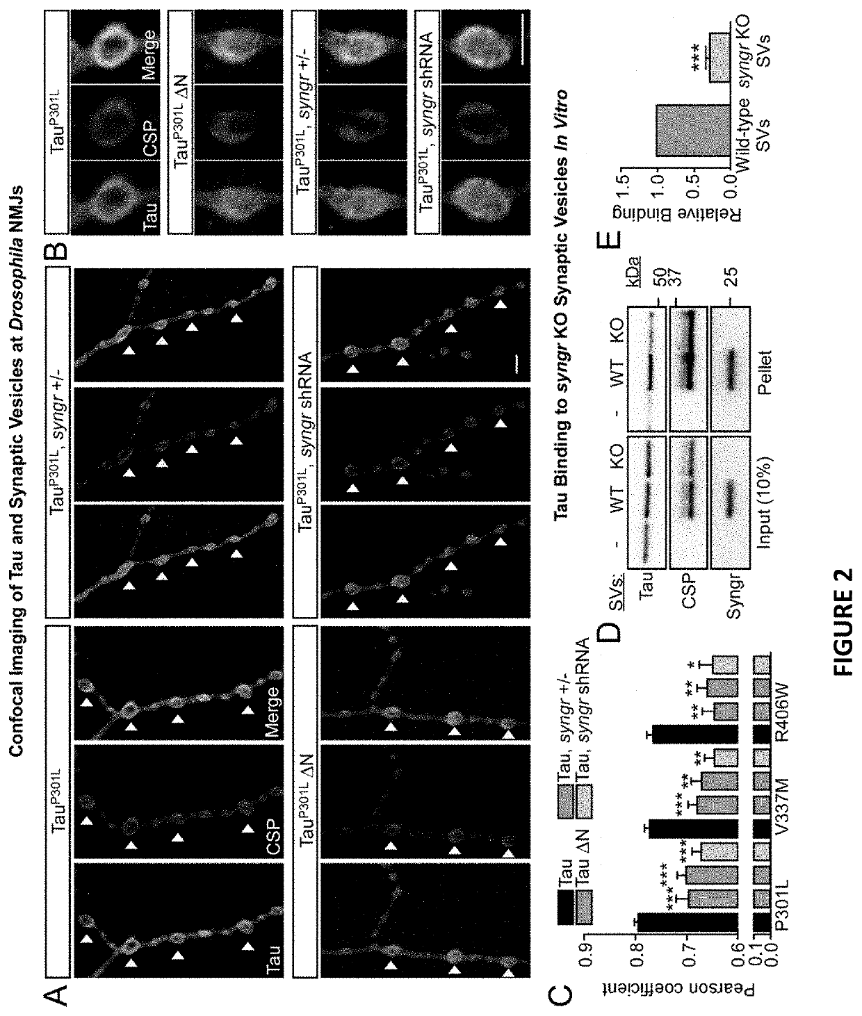 Targeting synaptogyrin-3 in tauopathy treatment