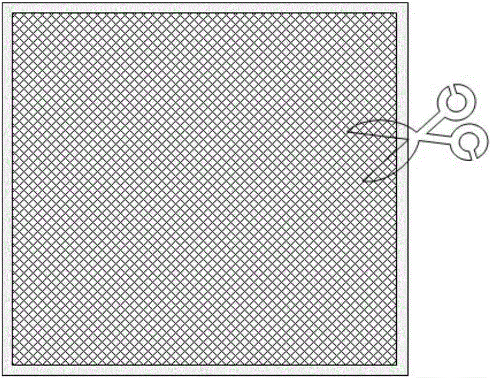 Eucryptorrhynchus chinenis ground capture device and method