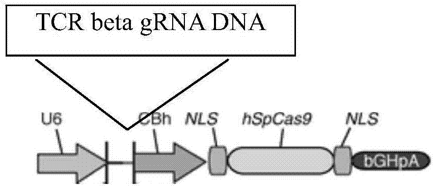 gRNA for knockout of wild type T cell TCR [beta] strand and method