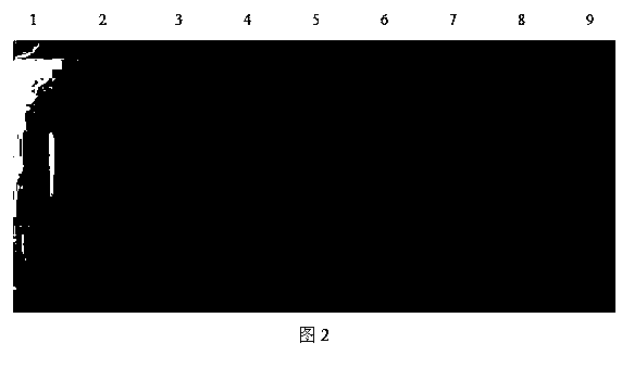 Porcine circovirus type 2 (PCV2) IgM antibody colloidal gold immunochromatographic assay test paper, and preparation method and application thereof