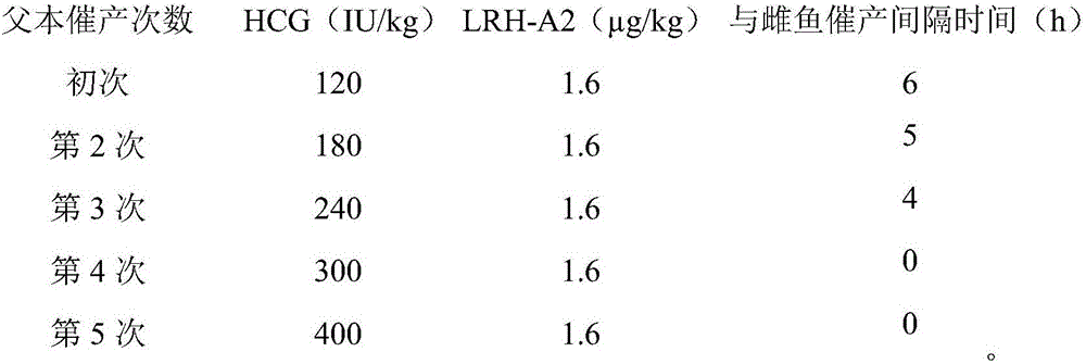 Effective parturition hastening method for hybrid snakehead