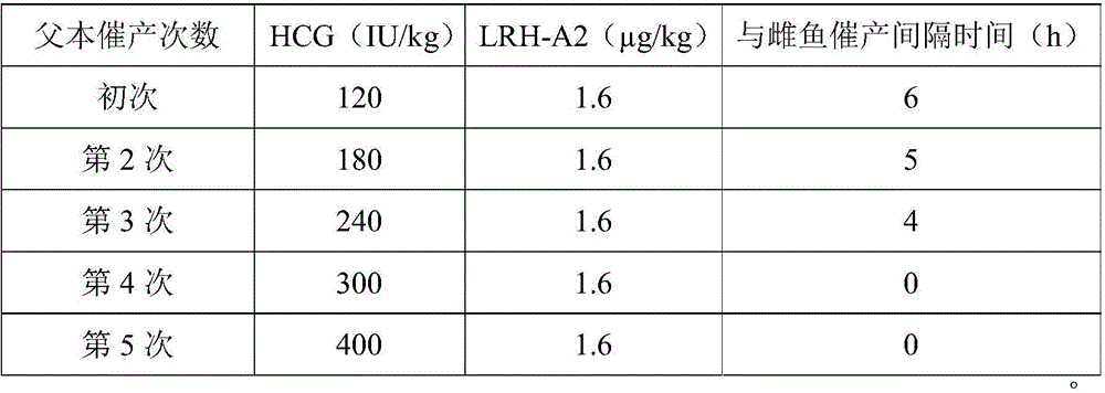 Effective parturition hastening method for hybrid snakehead