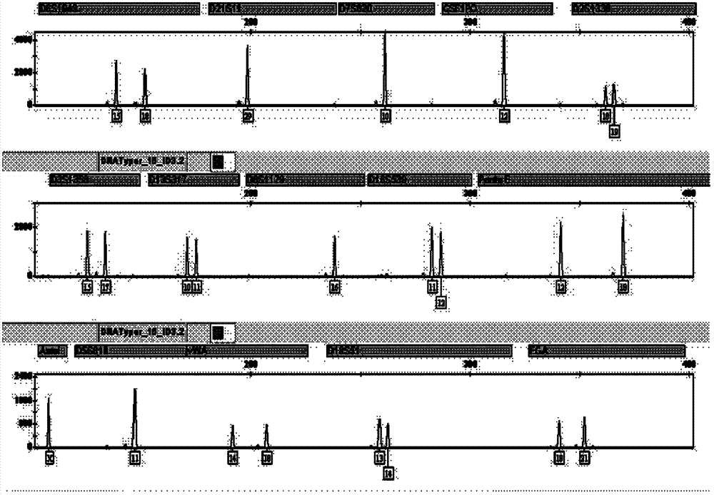 Method for preparing short tandem repeat (STR) parting standard substances