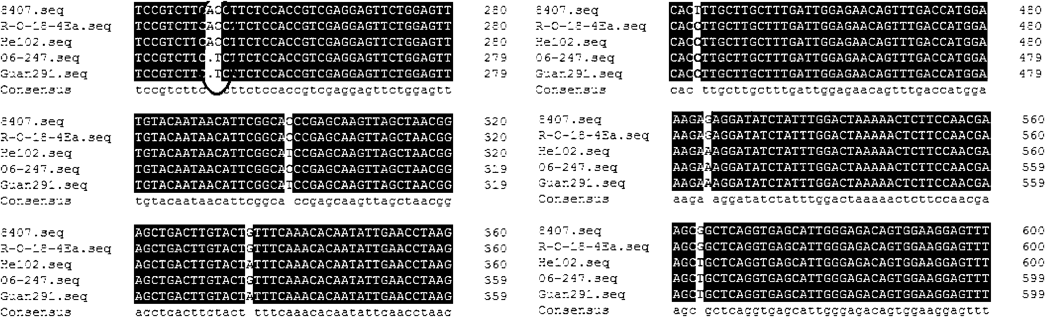 Specific molecular markers of eIF4E.a mutation site of Chinese cabbage and application of Specific molecular markers