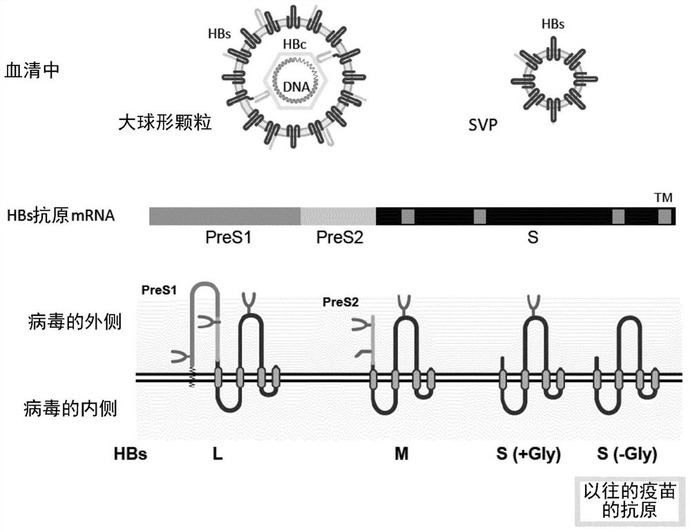 Method for efficiently inducing antibody to hepatitis virus, antibody and detection system