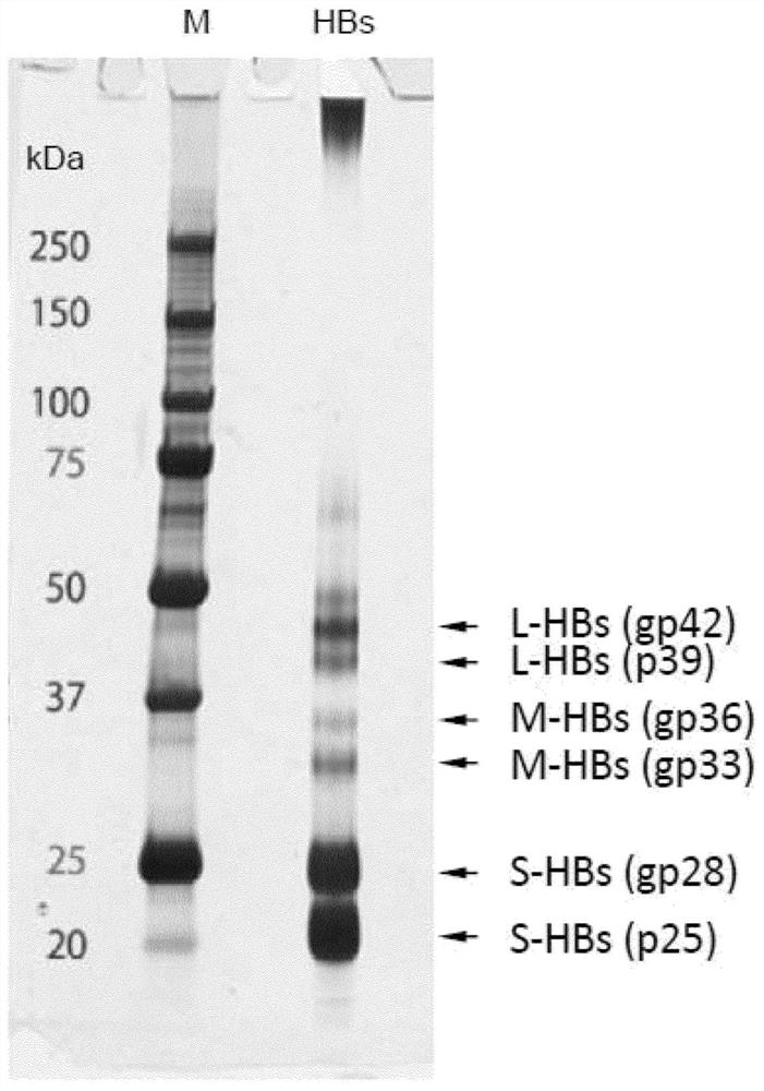 Method for efficiently inducing antibody to hepatitis virus, antibody and detection system