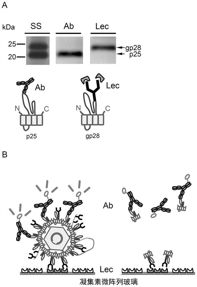 Method for efficiently inducing antibody to hepatitis virus, antibody and detection system