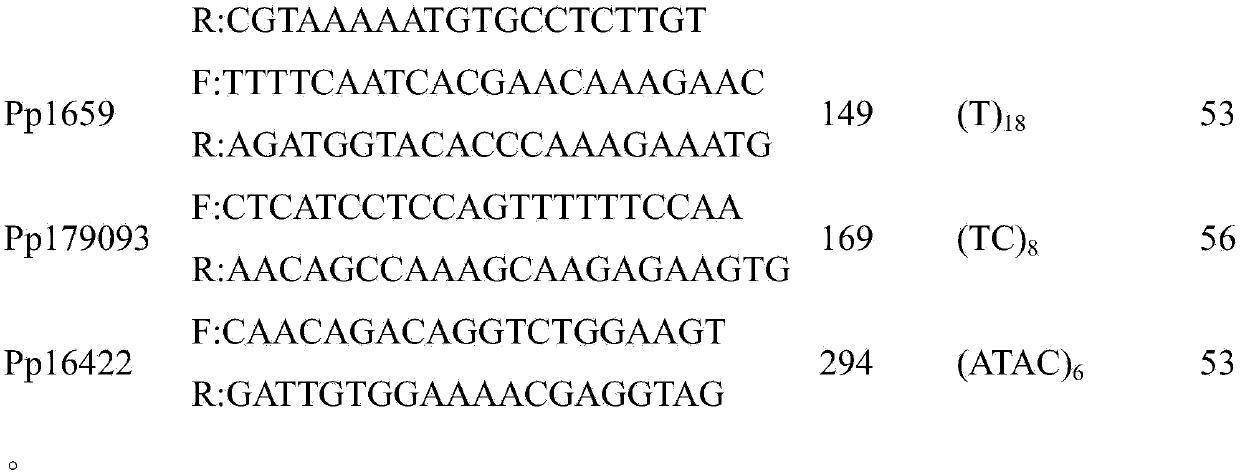 Portunus pelagicus polymorphic microsatellite molecular marker, identification method and application