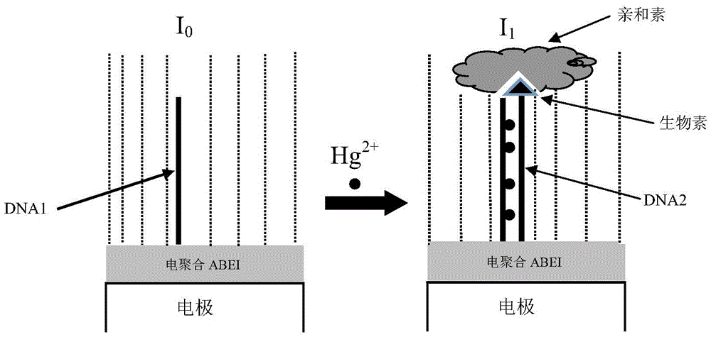 A solid-state electrochemiluminescence sensor for detecting mercury ions and its preparation method and application