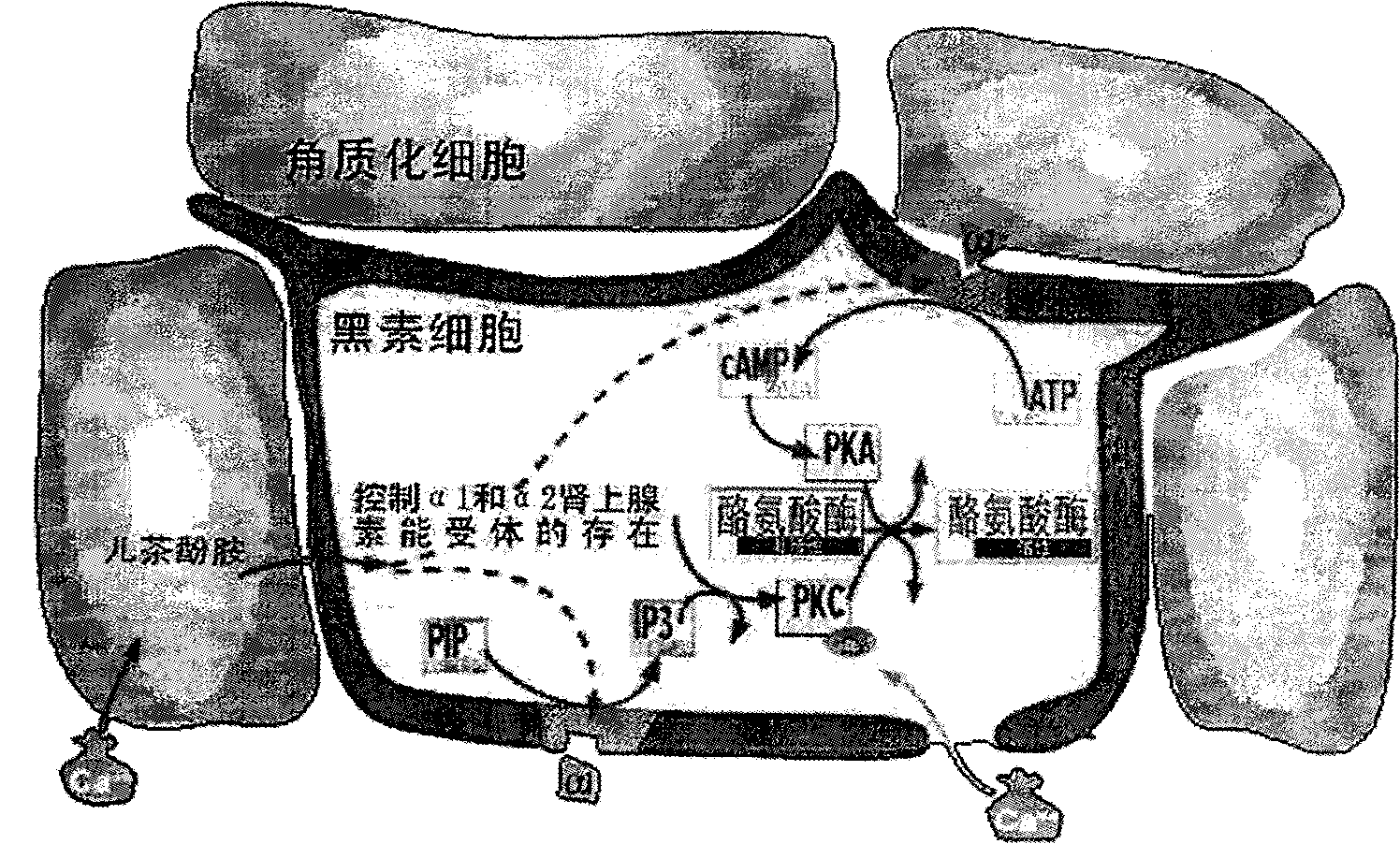 Skin care product for skin whitening and preparation method thereof