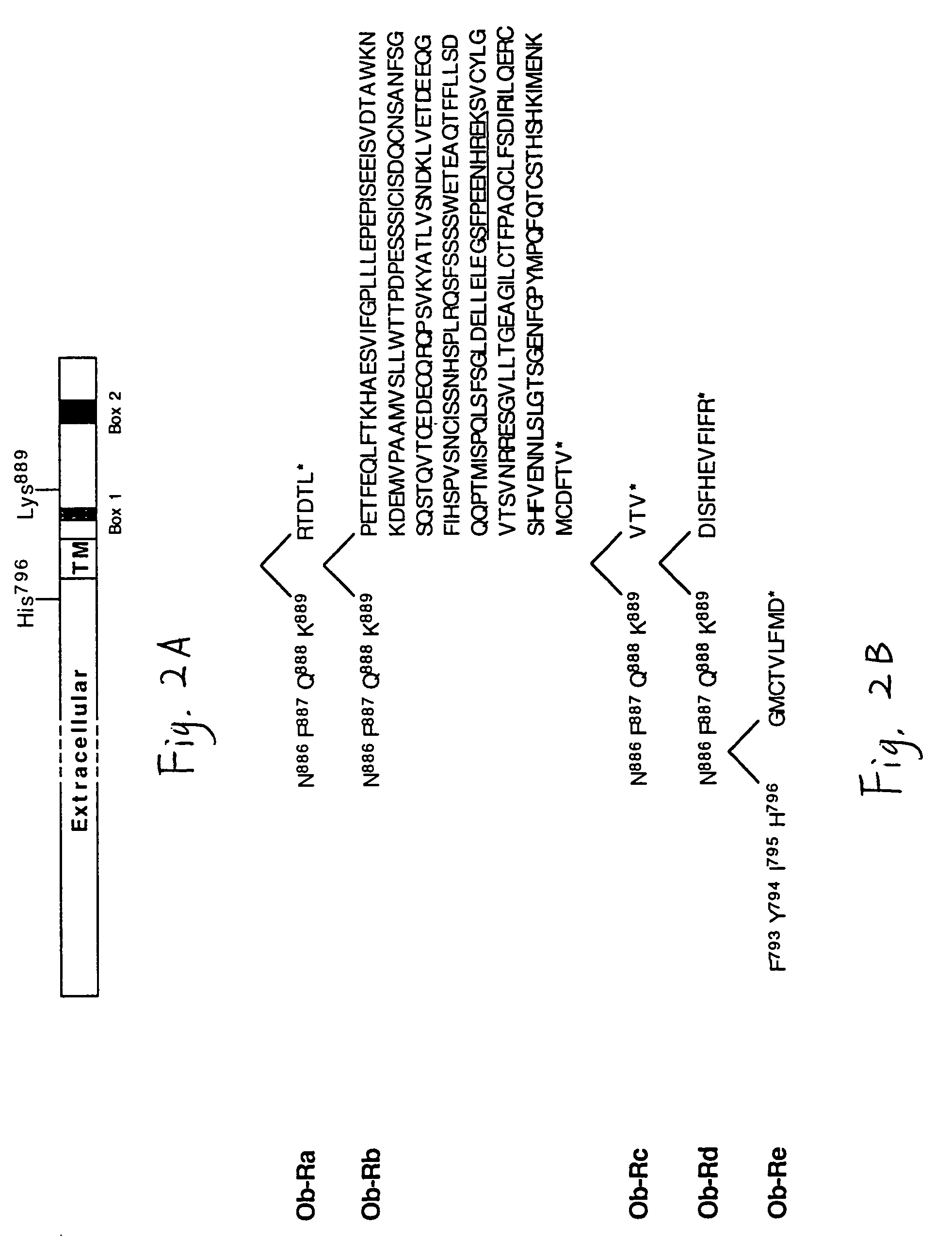 Nucleic acids db, the receptor for leptin