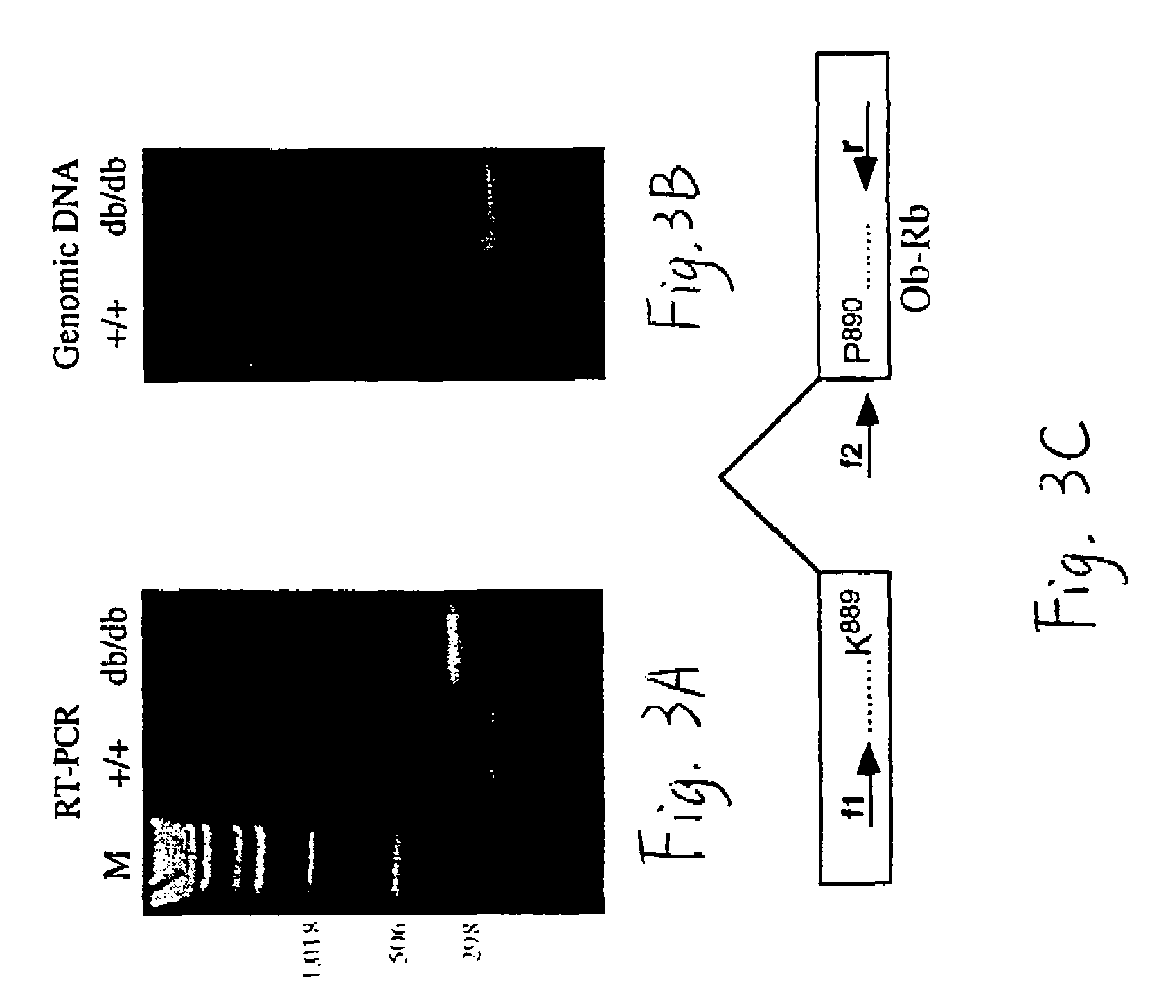 Nucleic acids db, the receptor for leptin