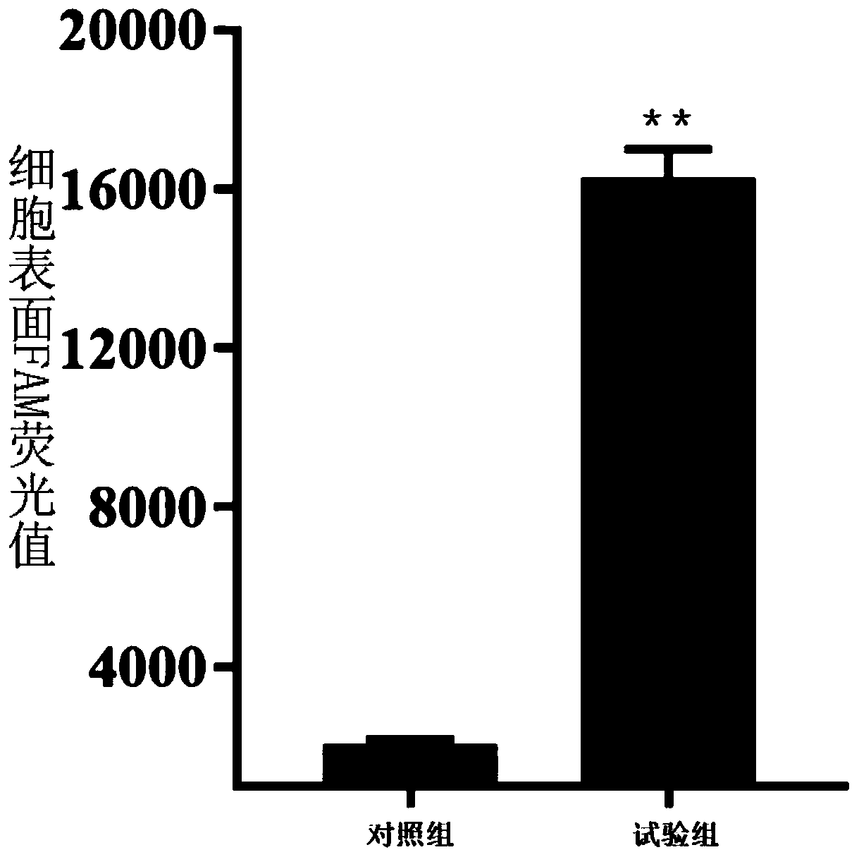 Nucleic acid aptamer for identifying grouper iridovirus infected cells and construction method and application thereof