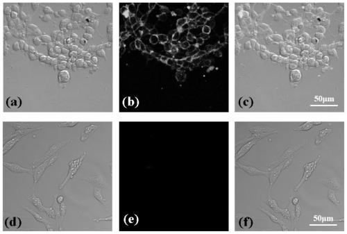 Nucleic acid aptamer for identifying grouper iridovirus infected cells and construction method and application thereof