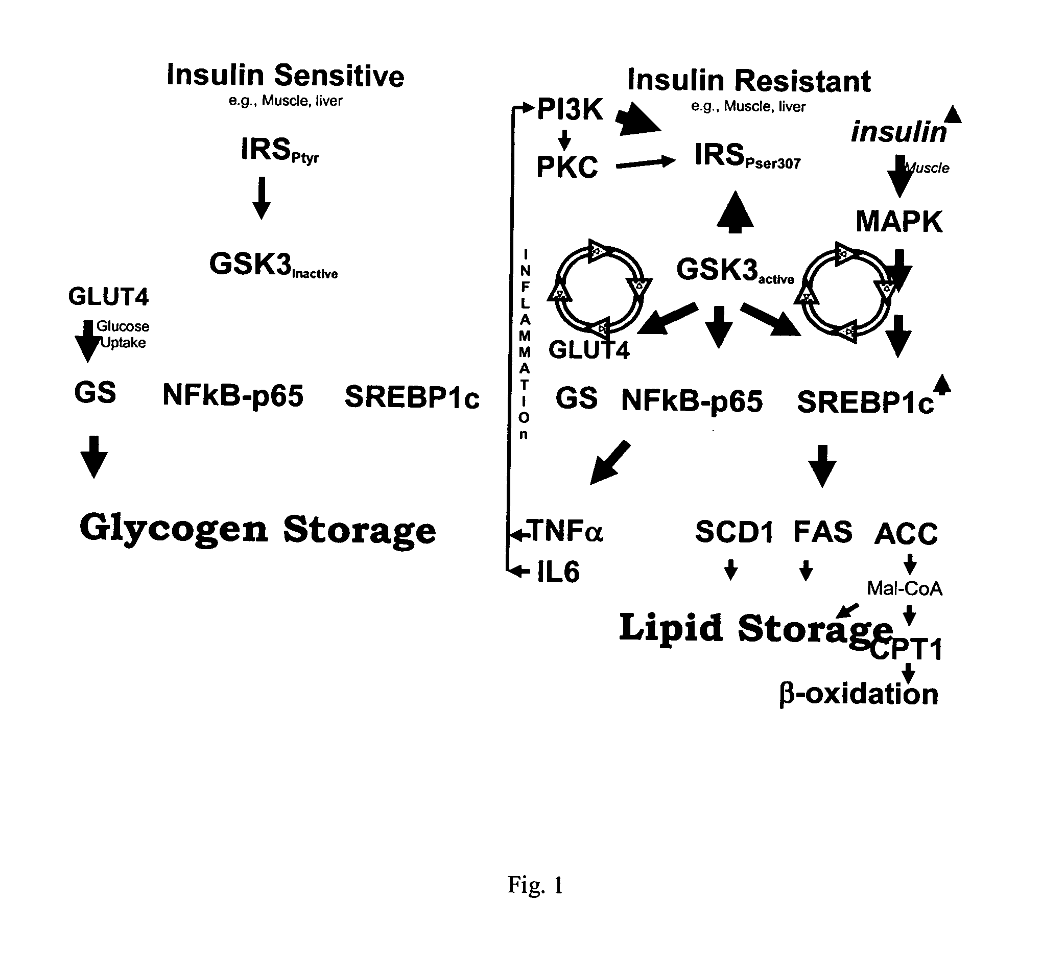 Protein kinase modulation by hops and acacia products