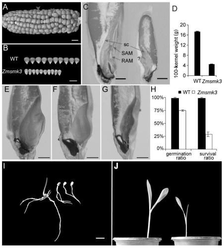 A gene zmsmk3 encoding maize mterf protein and its cloning method and application