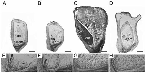 A gene zmsmk3 encoding maize mterf protein and its cloning method and application