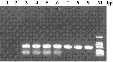 Method for extracting scylla paramamosain reovirus RNA (Ribose Nucleic Acid) at room temperature