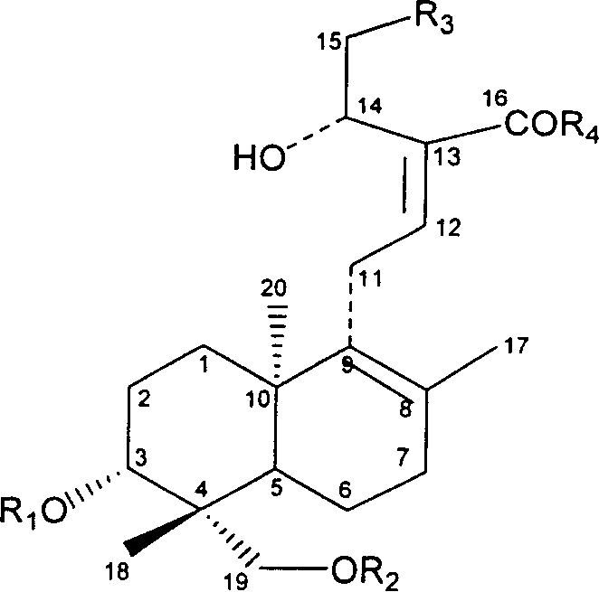 Sulfonated derivative of andrographolide and combination of medication