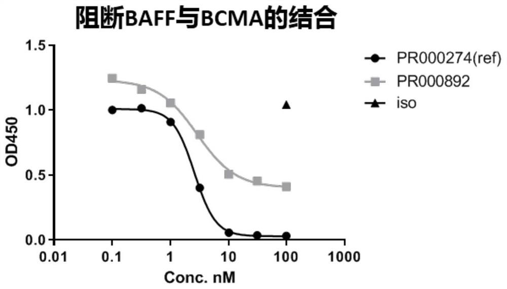 A kind of bcma binding protein and its preparation method and application