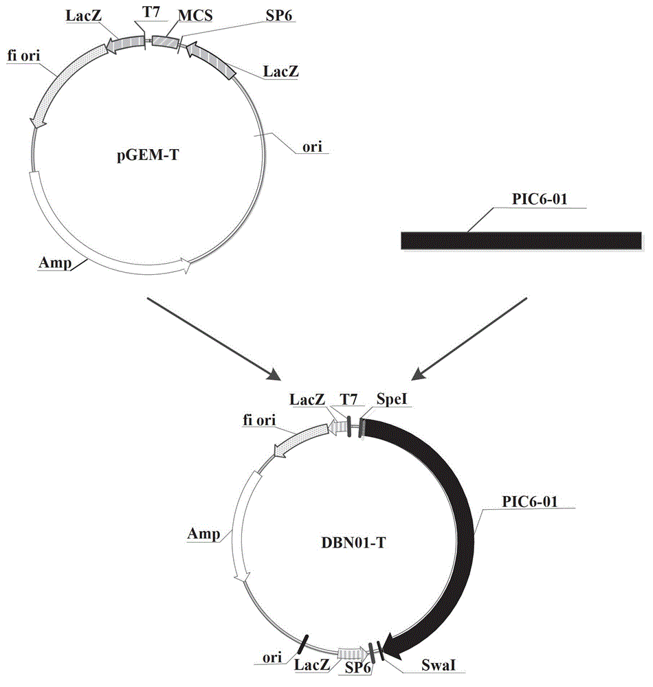 Insecticidal protein, its coding gene and application