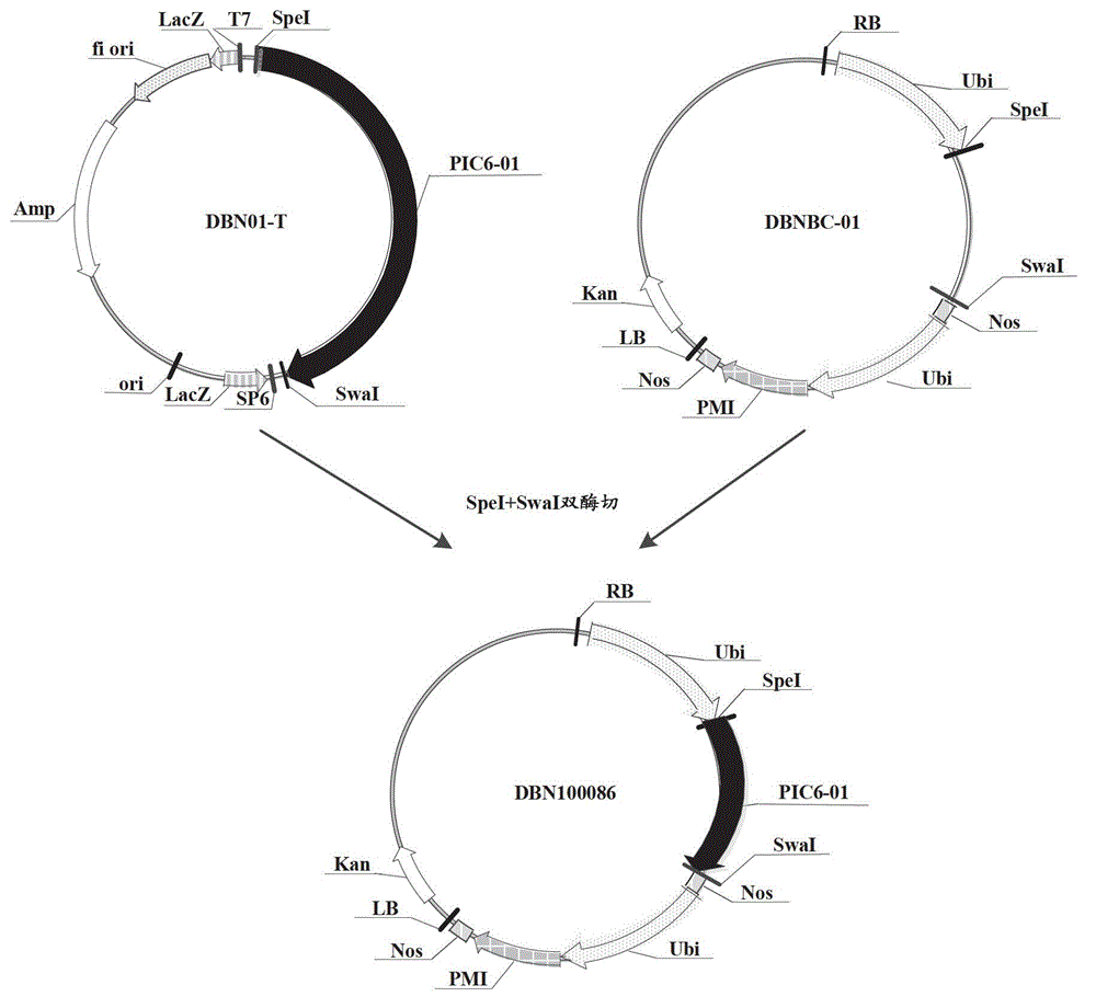 Insecticidal protein, its coding gene and application