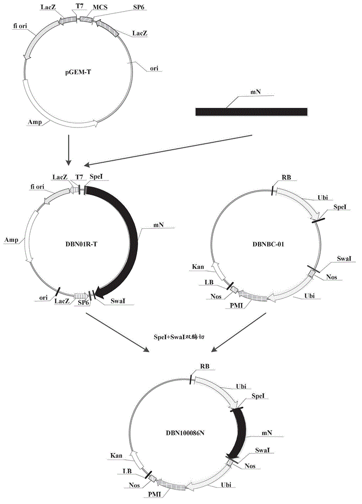 Insecticidal protein, its coding gene and application