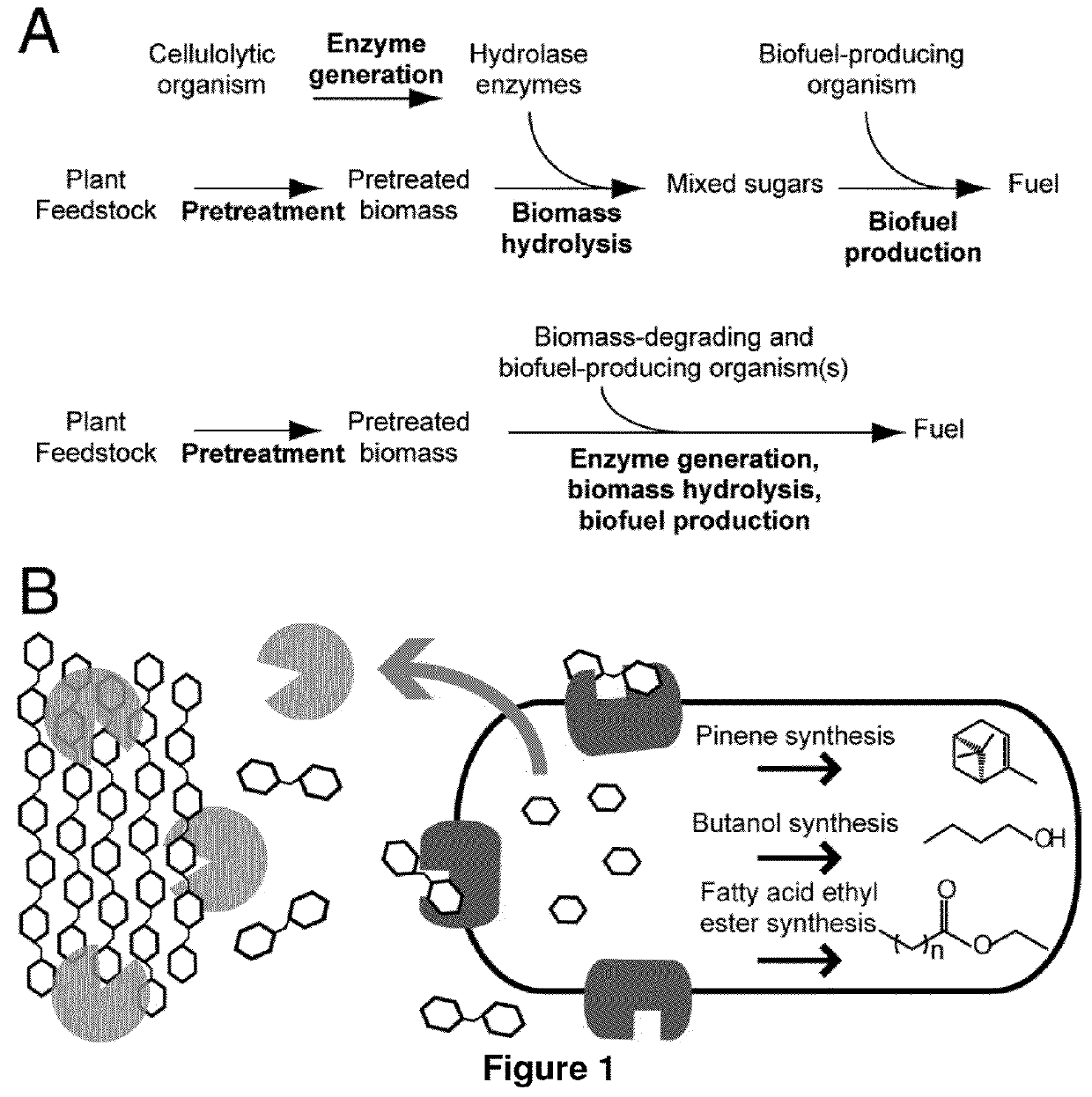 Fusion proteins useful for producing pinene