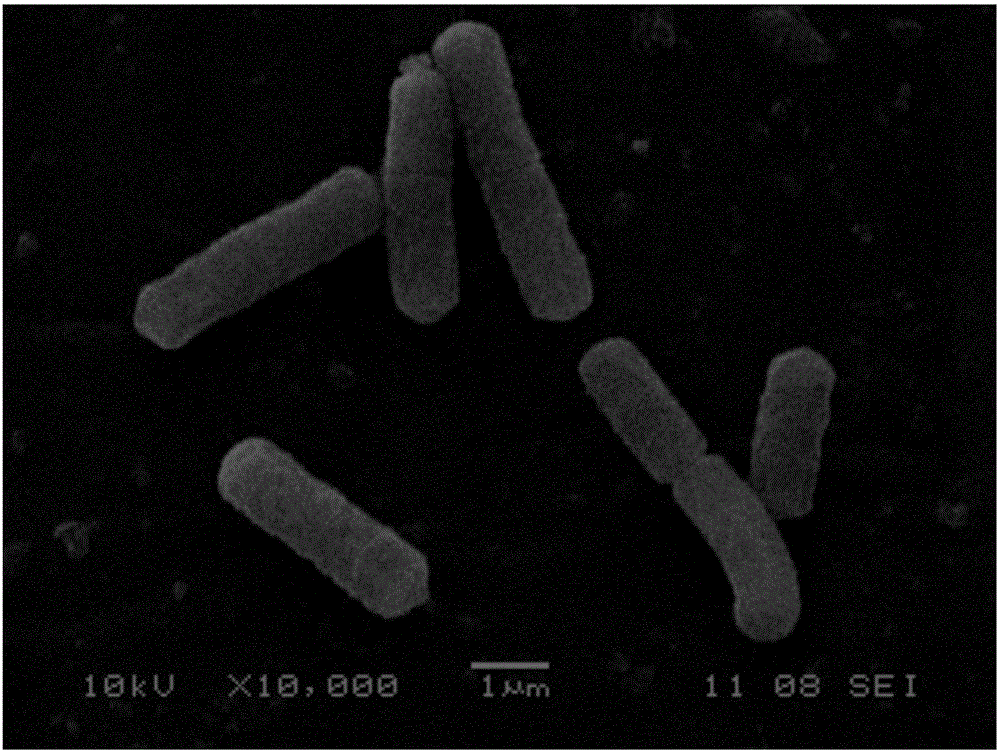 cry1ia gene and application thereof, cry1ia protein coded by cry1ia gene, and preparation method and application thereof