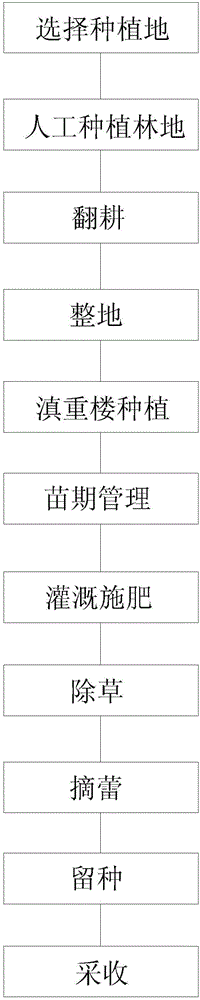 Method for original ecological large-scale planting of typhonium giganteum