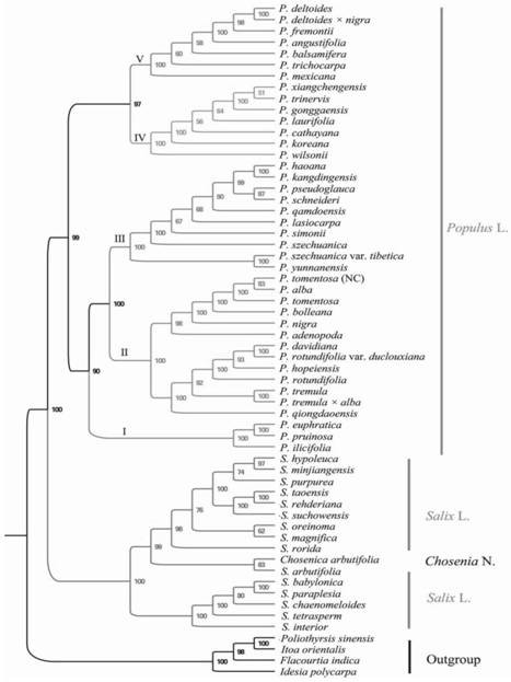 Chloroplast genome capable of identifying populus species as well as PCR amplification primer and application of chloroplast genome