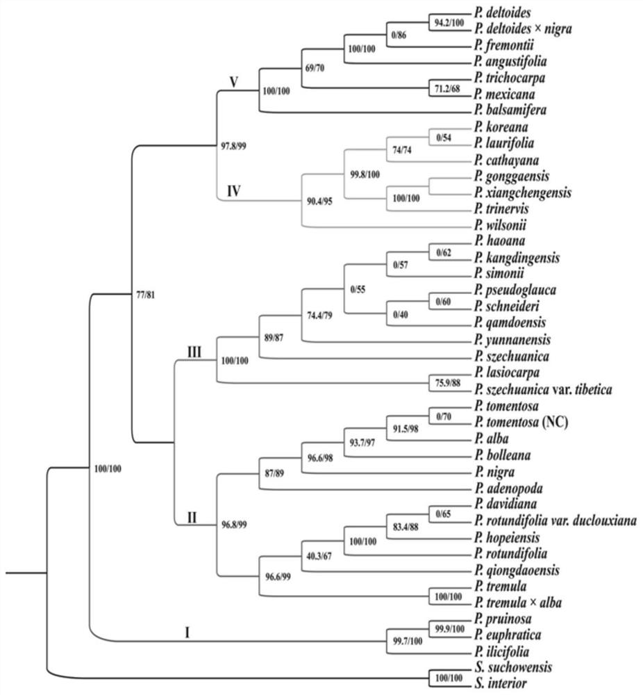 Chloroplast genome capable of identifying populus species as well as PCR amplification primer and application of chloroplast genome