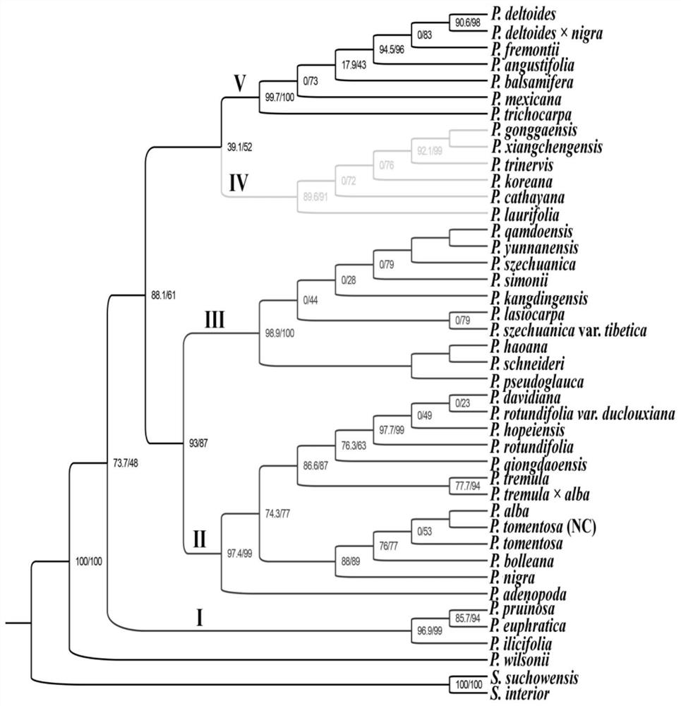 Chloroplast genome capable of identifying populus species as well as PCR amplification primer and application of chloroplast genome