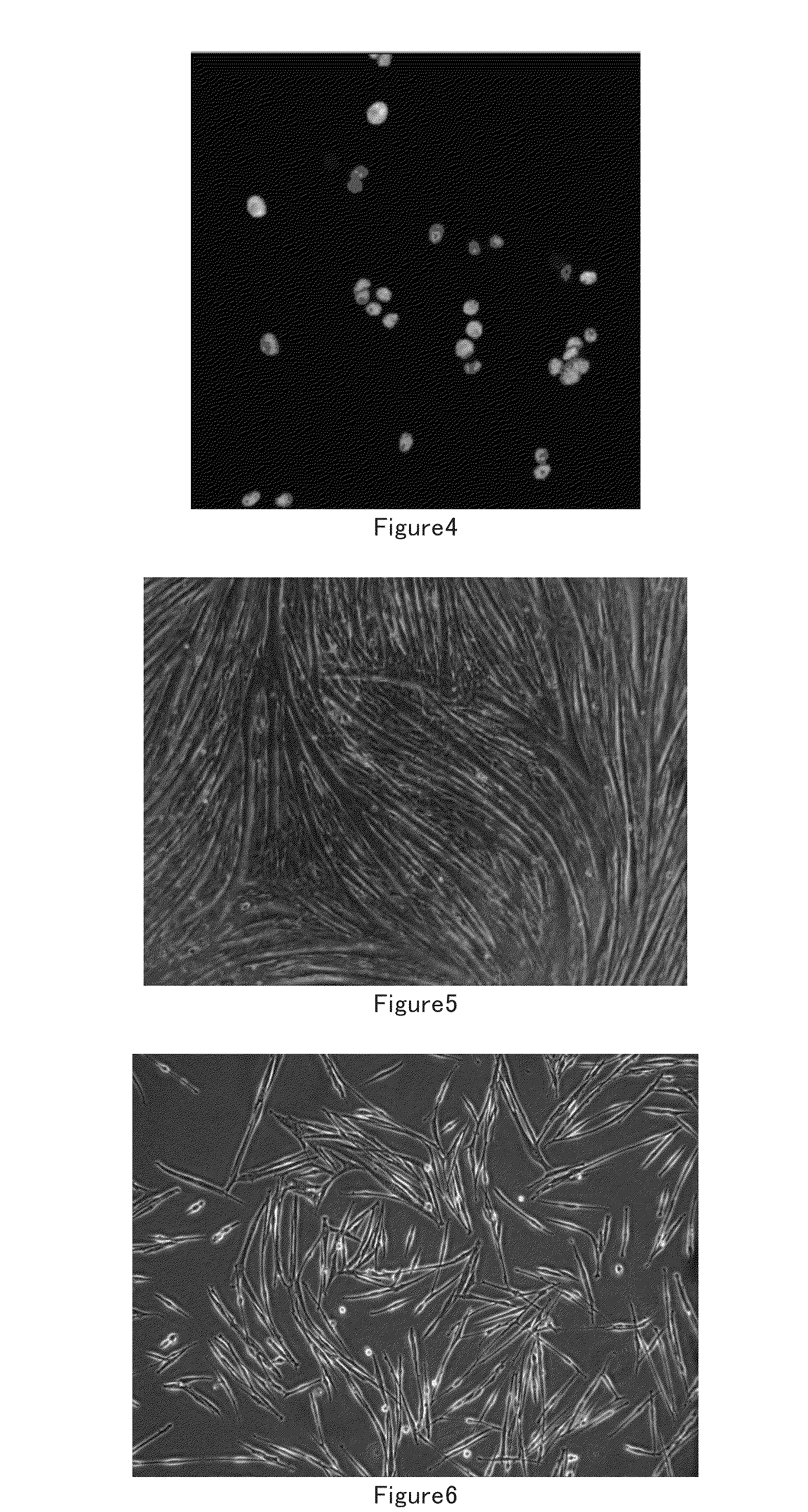 Muscle stem cell in vitro culture method and application