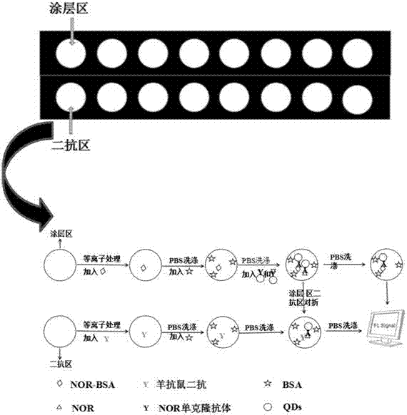 Microfluidic paper based sensor based on fluoroimmunoassay and utilizing quantum dot as marker to detect norfloxacin in milk