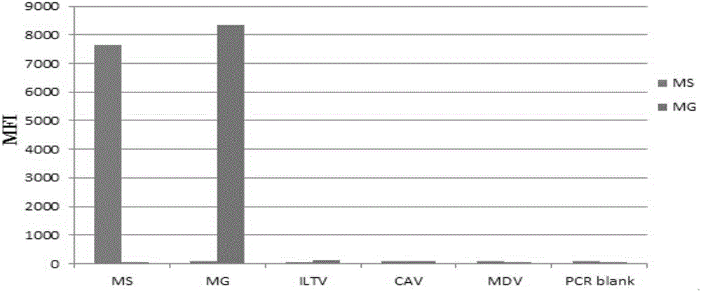 Multiple fluorescence immunoassay method for detecting mycoplasma gallisepticum and mycoplasma synoviae