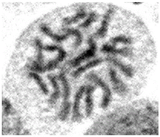 Method for culturing triploid petunia